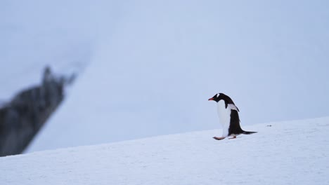 Penguin-Walking-on-Snow-in-Snowy-Scenery-in-Antarctica,-Gentoo-Penguins-on-Wildlife-and-Animals-Trip-in-Antarctic-Peninsula,-Cute-Bird-in-Conservation-Area-in-Cold-Winter-Scenery