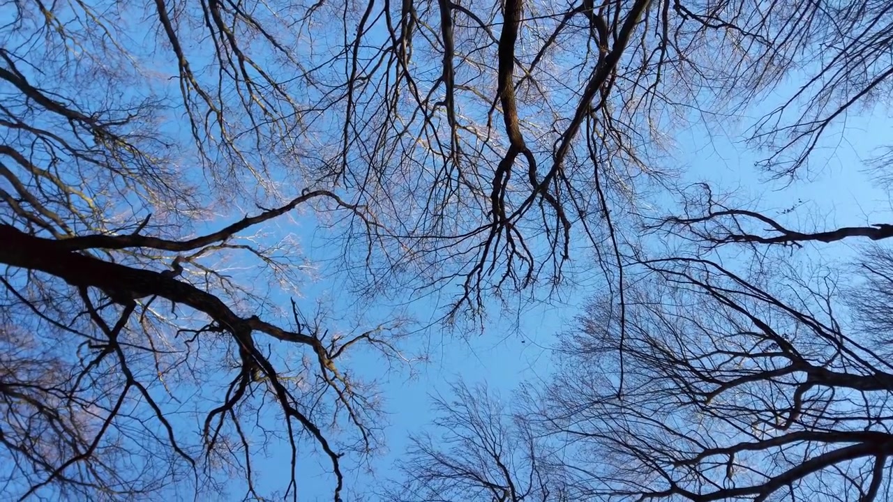 Tree branches against the backdrop of the sky.