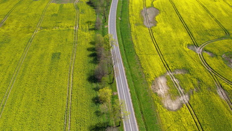 Straße-Auf-Dem-Land-Zwischen-Rapsfeldern