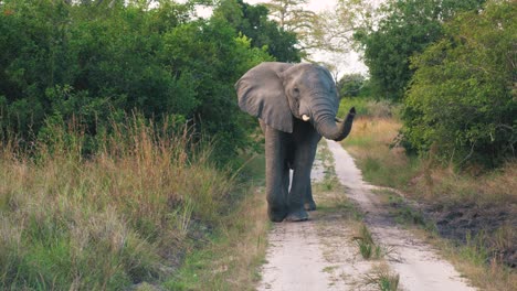 Riesiger-Elefant-Blockiert-Die-Staubige-Straße-Mitten-In-Afrika-Und-Schaut-Direkt-In-Die-Kamera