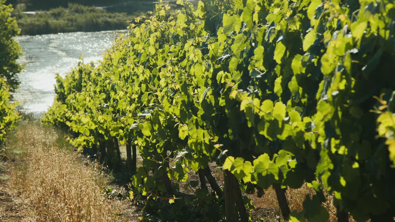 African vineyard view of vines bathing in the sun
