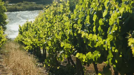 african vineyard view of vines bathing in the sun