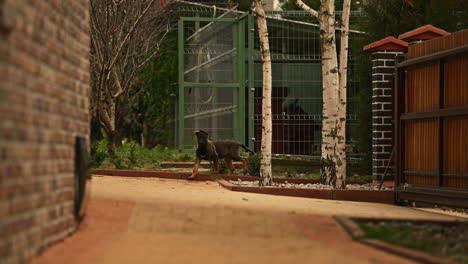 El-Joven-Pastor-Belga-Malinois-Sale-De-Su-Jaula,-A-Cámara-Lenta