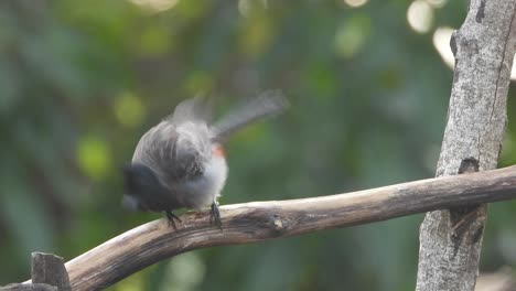 Bulbul-Ventilado-Rojo-Bañándose-Relajante