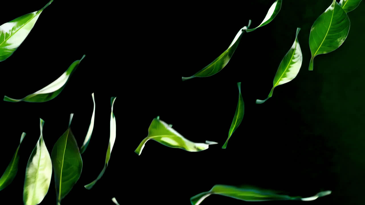 Floating leaves on green background animated overlay, transparent 4K video, alpha channel, ProRes