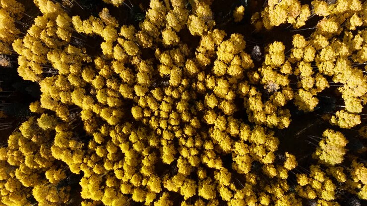 Panoramica dall'alto attraverso la vibrante e luminosa chioma giallo-dorata dei pioppi.