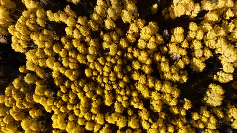 top down pan across vibrant glowing golden yellow aspen tree canopy