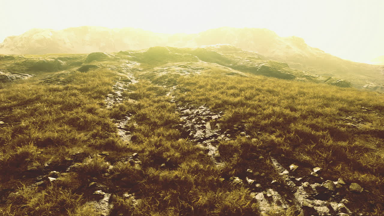 Golden light bathes the grassy dawn revealing natures beauty