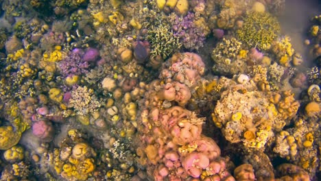 Top-view-of-blue-spotted-stingray-swimming-between-colourful-coral-reef