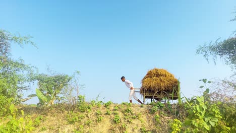 Young-farmer-carrying-dry-paddy-hay-bale-on-farm-wagon-cart-at-rural-path-in-Bangladesh-or-India