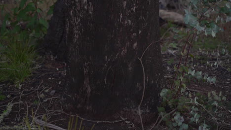 close-up of eucalyptus tree trunk in australian bush