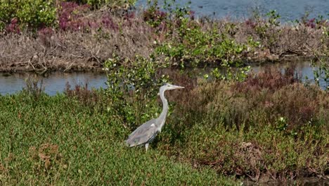 Mirando-Hacia-La-Derecha-Mientras-La-Cámara-Se-Inclina-Hacia-Arriba-Siguiendo-Su-Movimiento-Mientras-Endereza-Su-Cuerpo,-Garza-Real-Ardea-Cinerea,-Tailandia