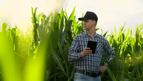 Joven-Agrónomo-O-Ingeniero-Agrícola-Observando-Campos-De-Arroz-Verdes-Con-Tableta-Digital-Y-Bolígrafo-Para-La-Investigación-Agronómica.-Conceptos-De-Agricultura-Y-Tecnología