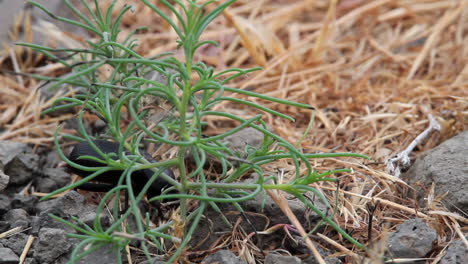 Black-beetle-behind-green-plant-shoot-looks-for-food-in-dry-grass