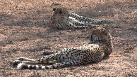 vista cercana de dos guepardos macho descansando en suelo seco en sudáfrica