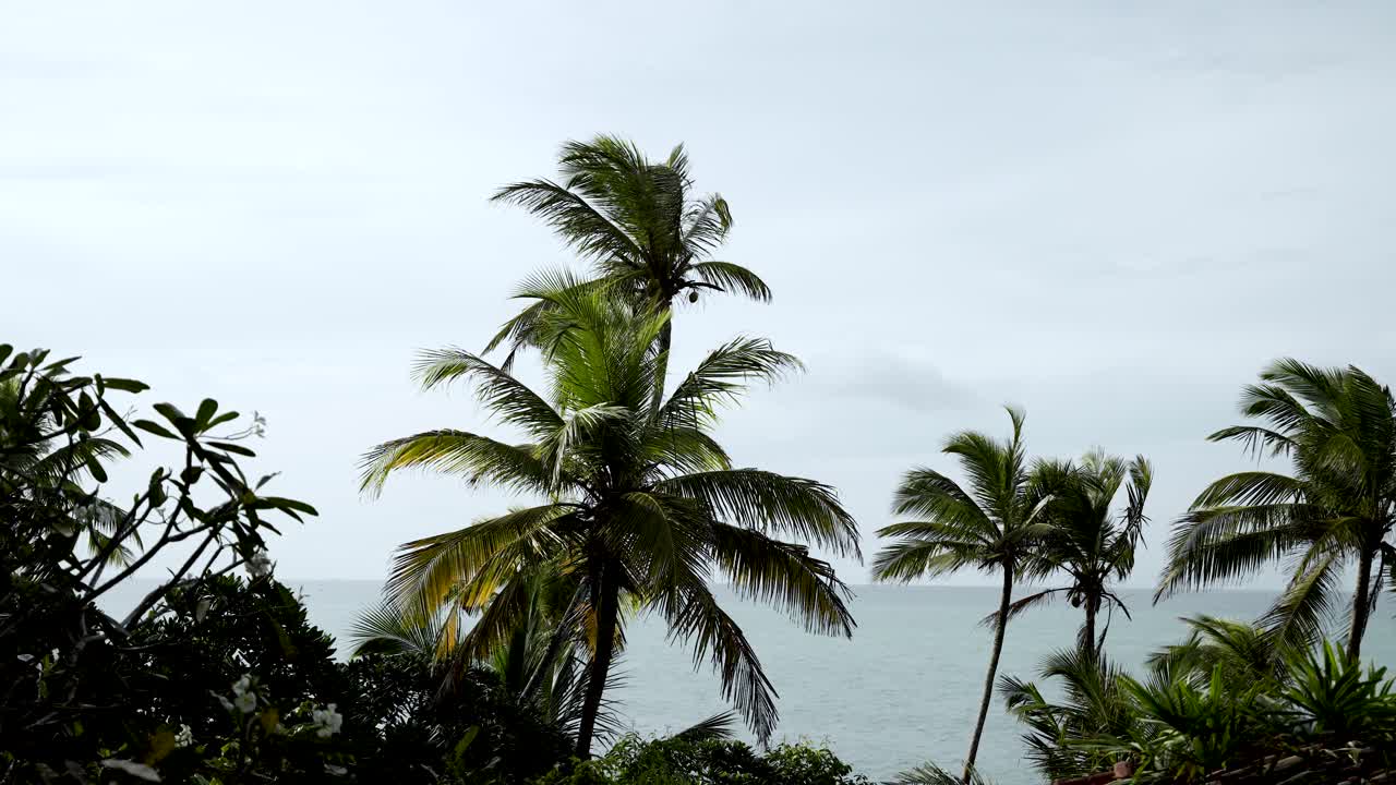 흐린 하늘 아래 바다 의 열대 환경에서 코코 나무. 느린 동작