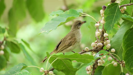 Streak-eared-Bulbul-Feeding-on-Sea-Fig-Tree-Branch