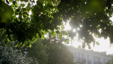 Sanft-Fließender-Schuss-Der-Sonne,-Die-Durch-üppige-Blätter-Und-Zweige-Bricht