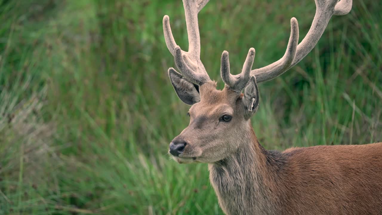Un giovane cervo rosso che guarda fuori campo, con aria attenta, prima di allontanarsi.