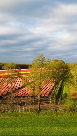 colorful tulip fields aerial view