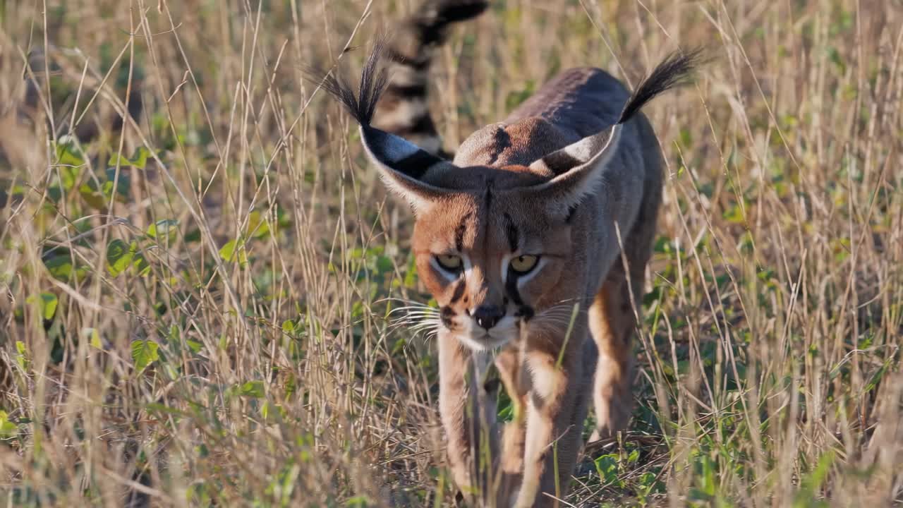 Caracal in its natural habitat