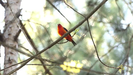 un pájaro migratorio macho de tangara escarlata roja descansando en una rama en un día soleado