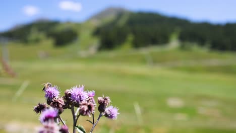 close-up of cirsium arvense with blurred background