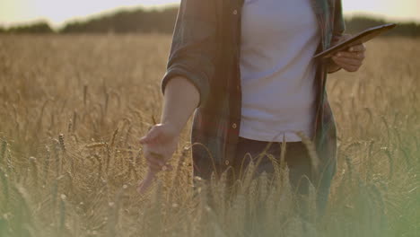 Close-up-of-woman's-hand-running-through-organic-wheat-field-steadicam-shot.-Slow-motion.-Girl's-hand-touching-wheat-ears-closeup.-Sun-lens-flare.-Sustainable-harvest-concept.