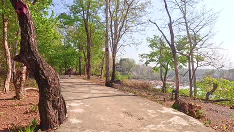 forest path by river