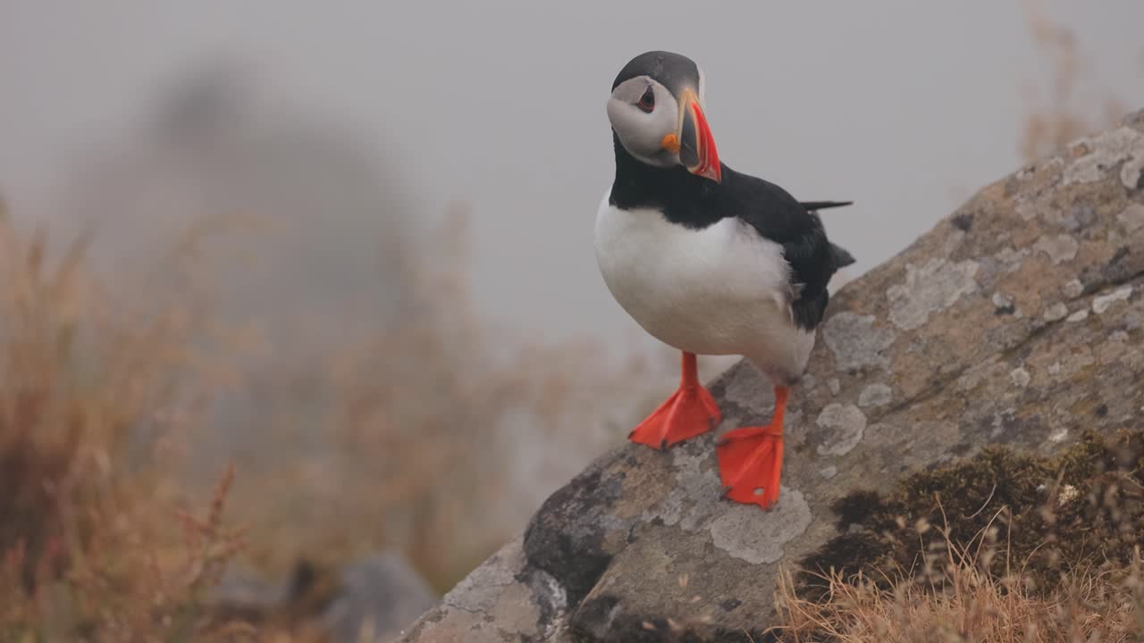 papagayo atlántico (fratercula arctica), en la roca de la isla de runde (noruega).