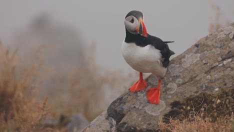 atlantic puffin (fratercula arctica), on the rock on the island of runde (norway).