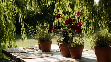 garden party flower pots on table red flower trees brick walls