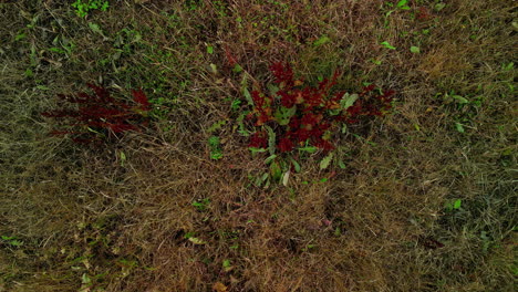 slow zoom out shot over a section of dead grass