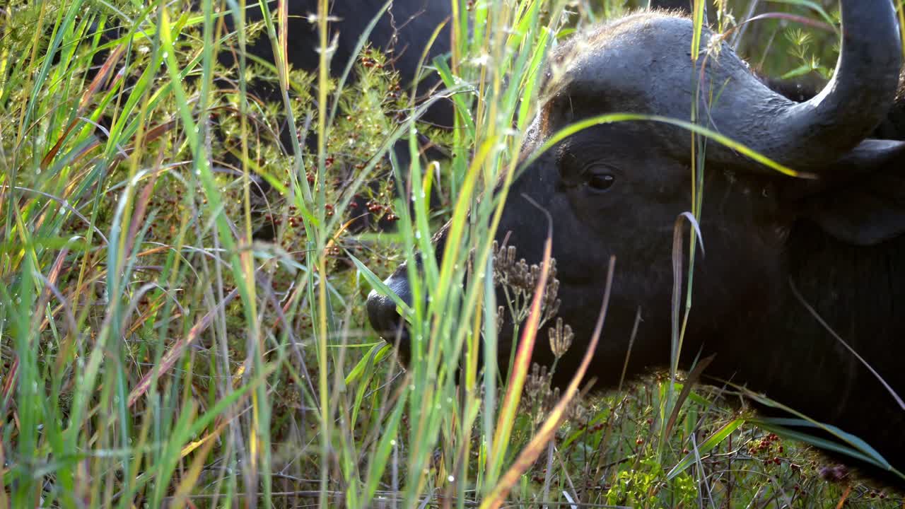 아름다운 빛. 버팔로는 클로즈업 샷을 먹는다