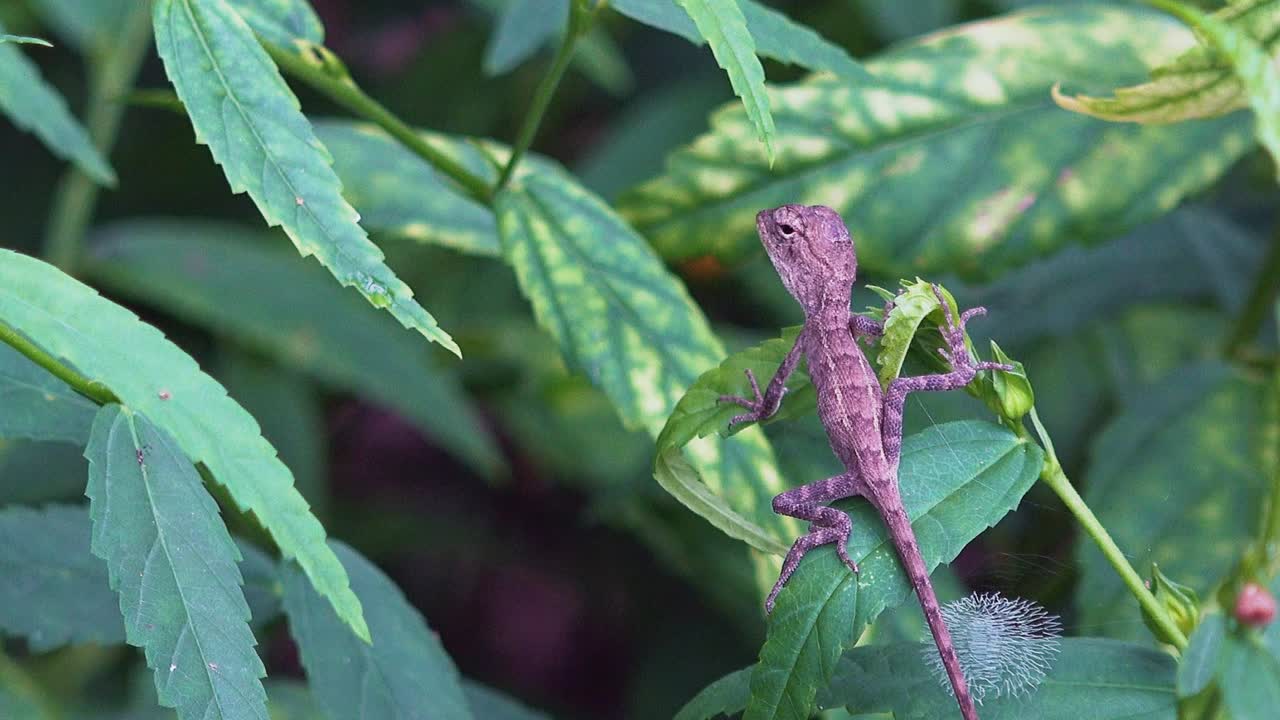 todavía lagarto descansando sobre las hojas