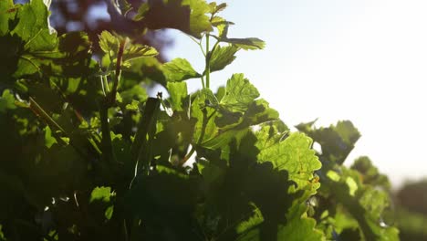 hojas de uva en el viñedo
