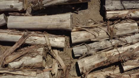 Top down aerial of large trunks of cut down old trees lying on beach