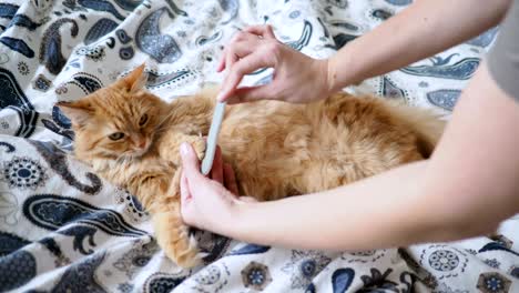 cute ginger cat lying in bed. women trying to rasp its claws with nail file. cozy home background