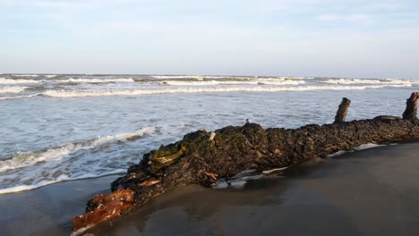 Schwenkaufnahme-Eines-Am-Strand-Vergrabenen-Baumstamms-Bei-Sonnenuntergang