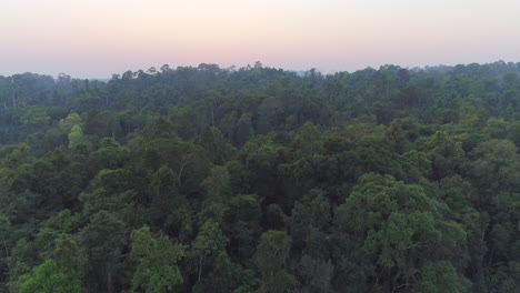 Horas-Doradas-Selva