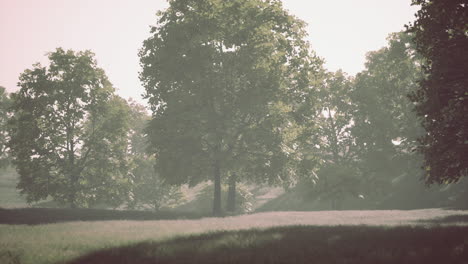 Die-Grünen-Ahornblätter-Im-Sommer