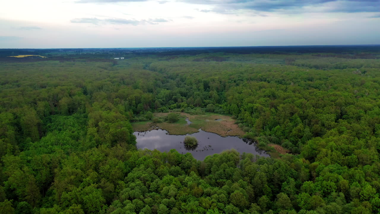 Wild forest lake. Aerial view of lake in the middle of the forest