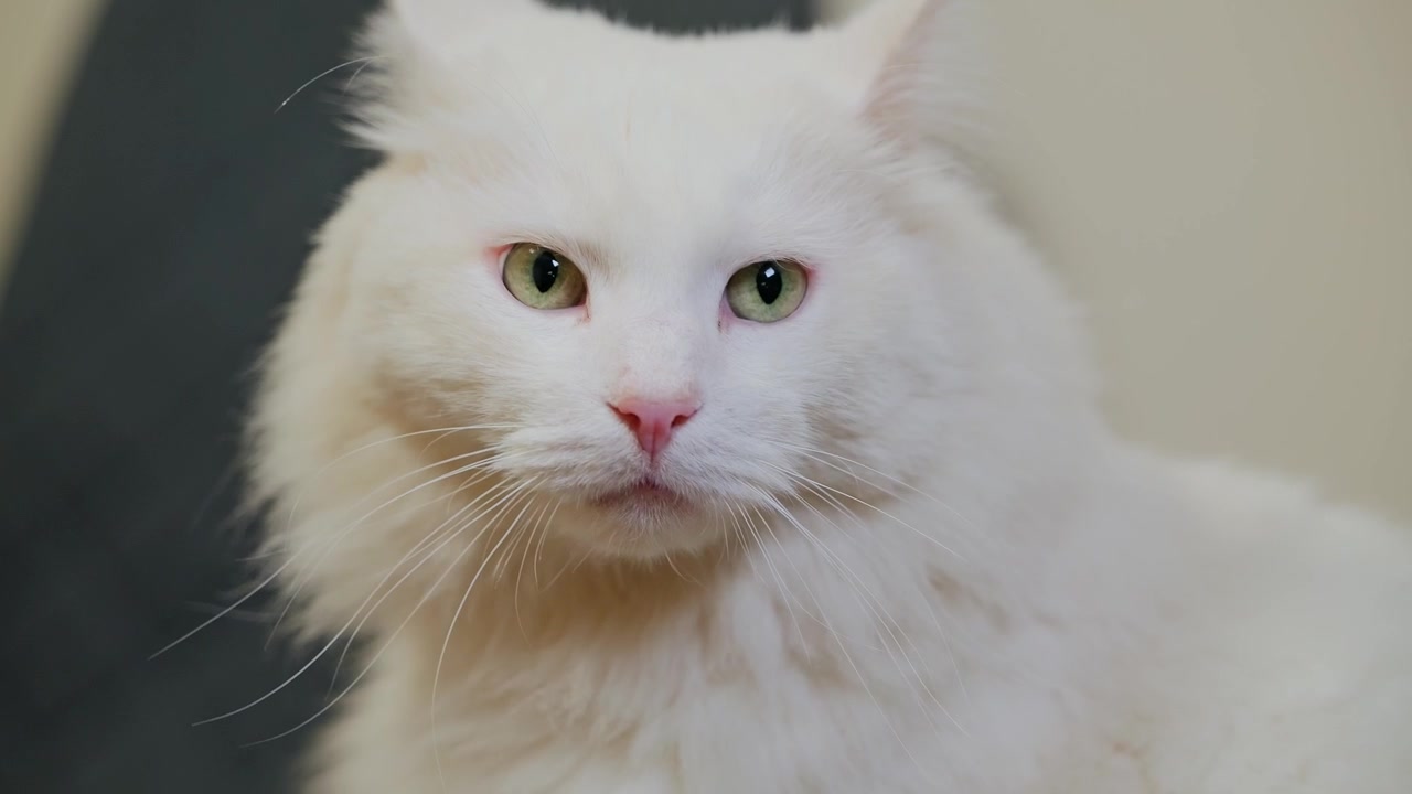 Gato branco de olhos verdes examina calmamente os seus arredores e depois olha diretamente para a câmera