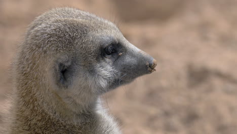 suricate is on his guard