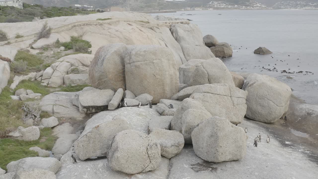 Penguins in the rocks at Boulders Beach in Cape Town, South Africa on a cloudy day