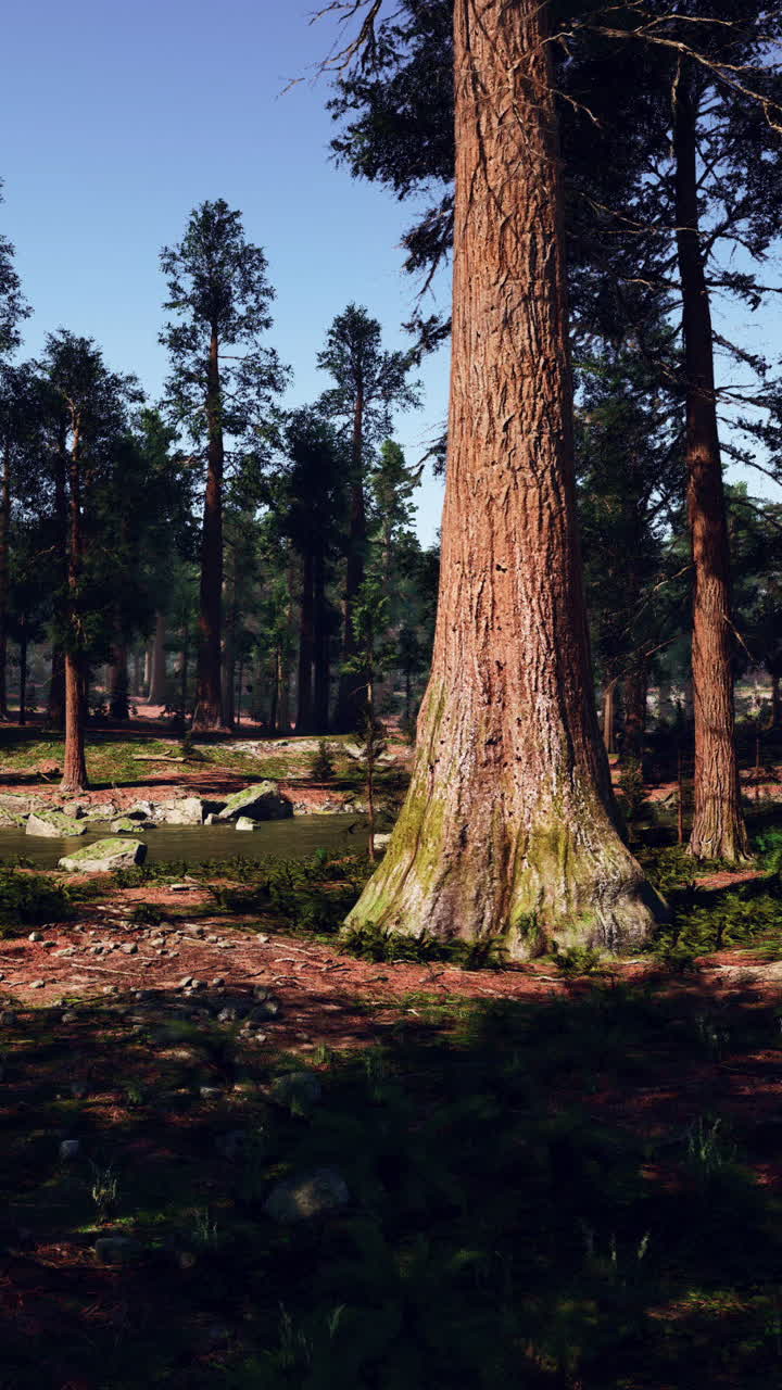 Alte sequoie in una foresta