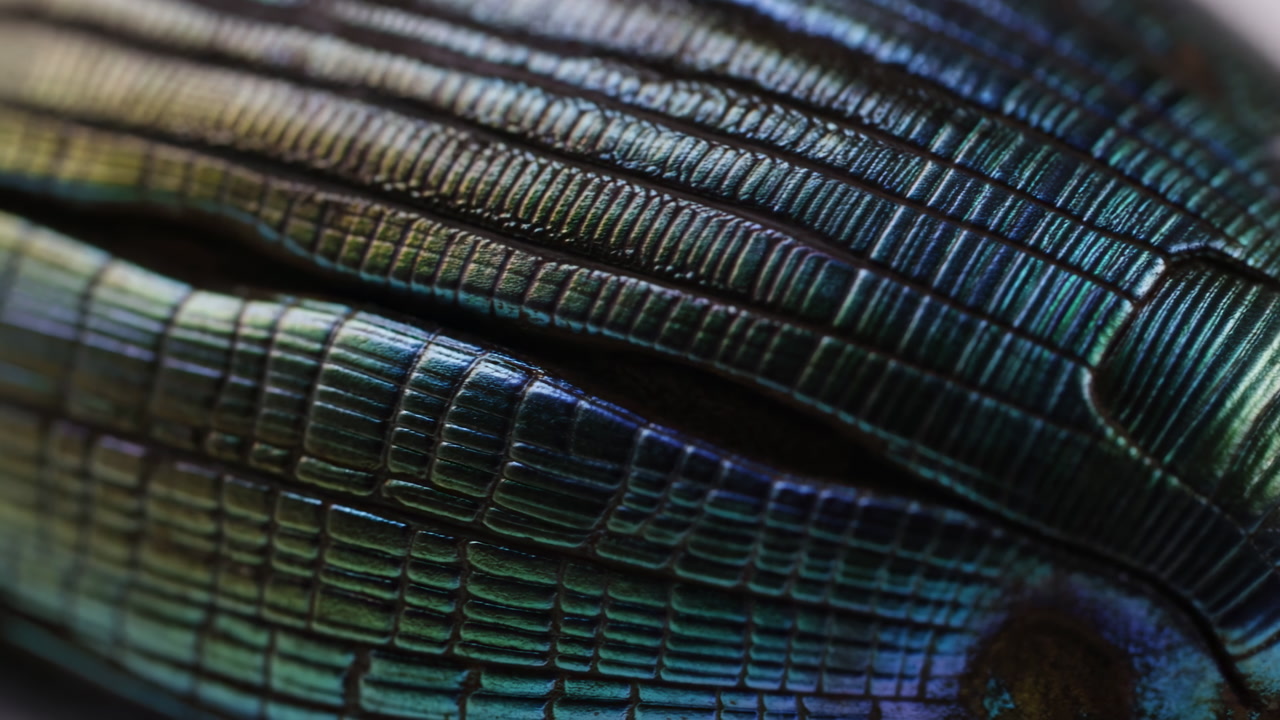 Close-up of an Iridescent Insect Exoskeleton with Shifting Colors