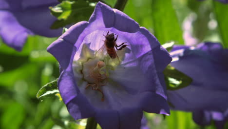 Abejas-En-Flores-De-Campana-Moradas