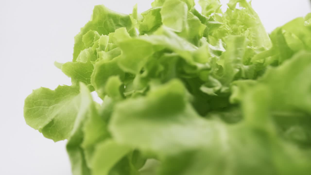 la lechuga fresca de roble verde plantada al estilo hidropónico está bellamente colocada y gira lentamente