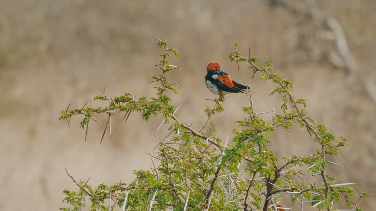 pájaro golondrina de rayas menores posado y limpiando el plumaje en el árbol con espinas